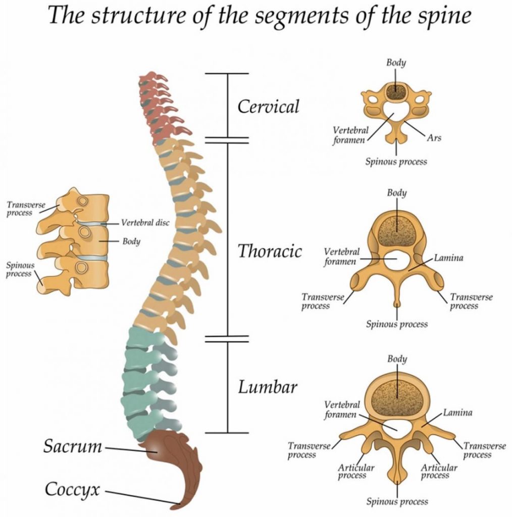 Comprehensive Guide to Thoracic Spine Anatomy: What You Need to Know?