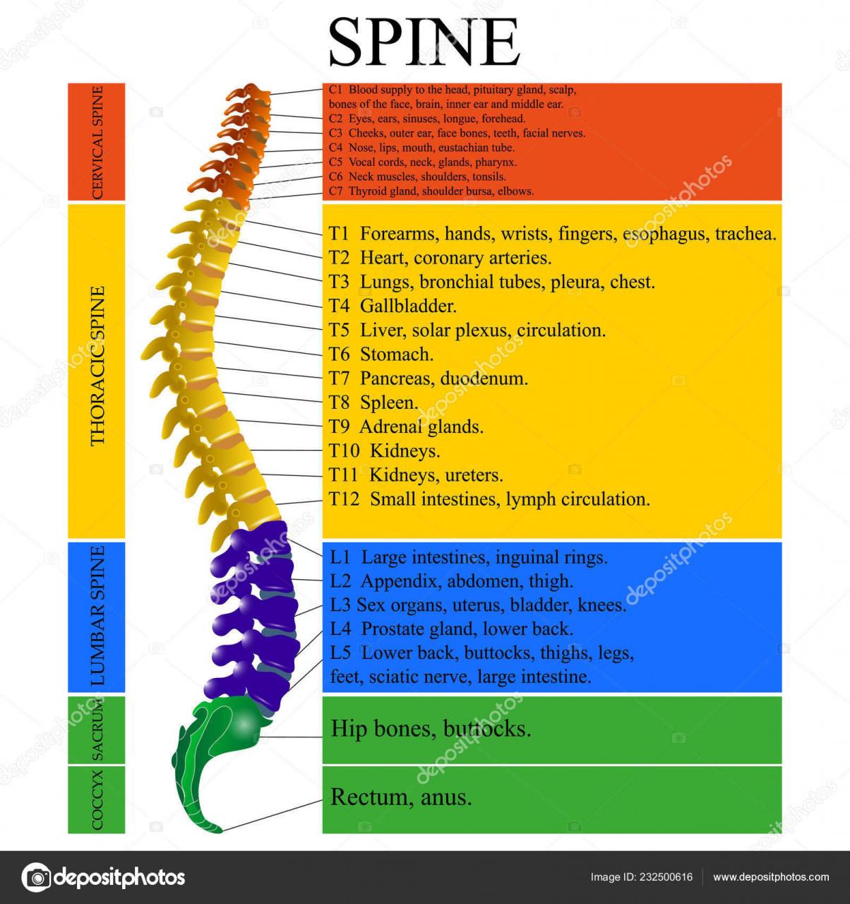 Diagram of the Human Spine with Descriptions