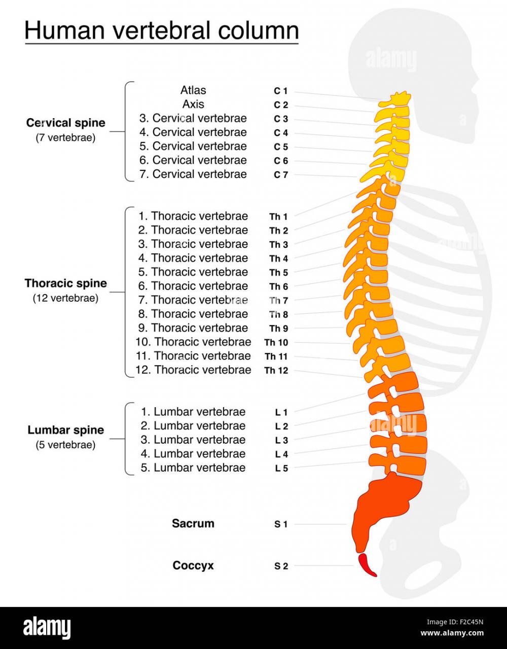 Illustration of vertebral column with named and numbered vertebrae