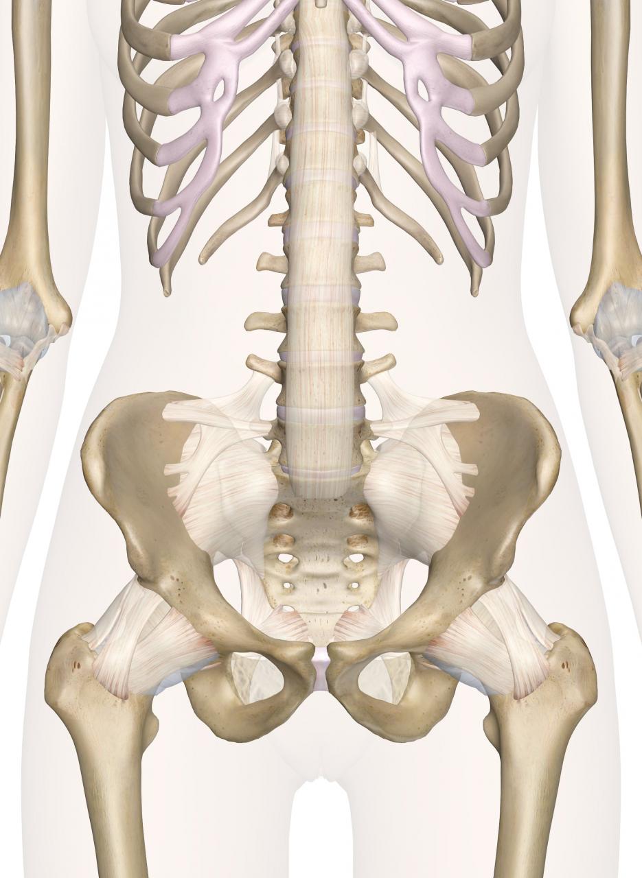 Anatomy of the lower back and pelvis