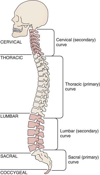 Illustration of Spine Cross-Section