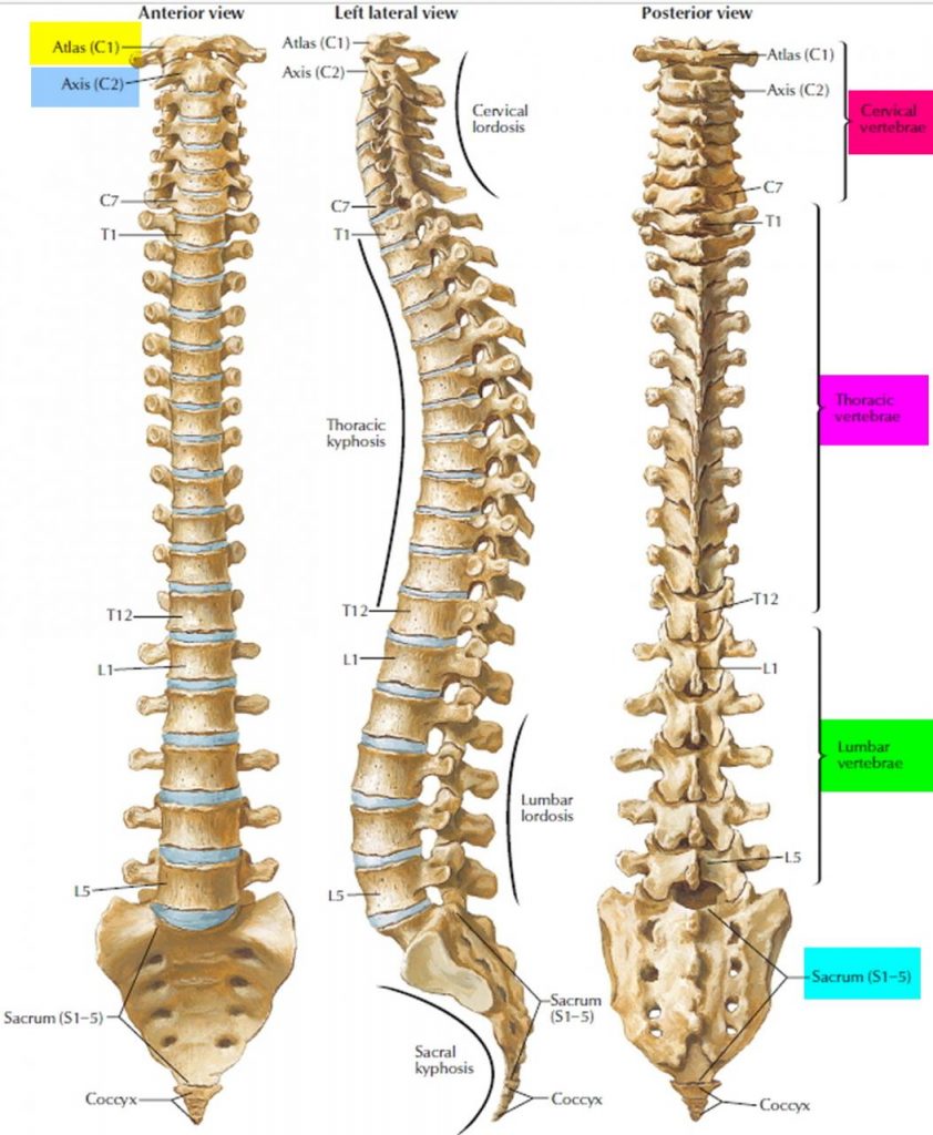 Understanding the Spinal Column