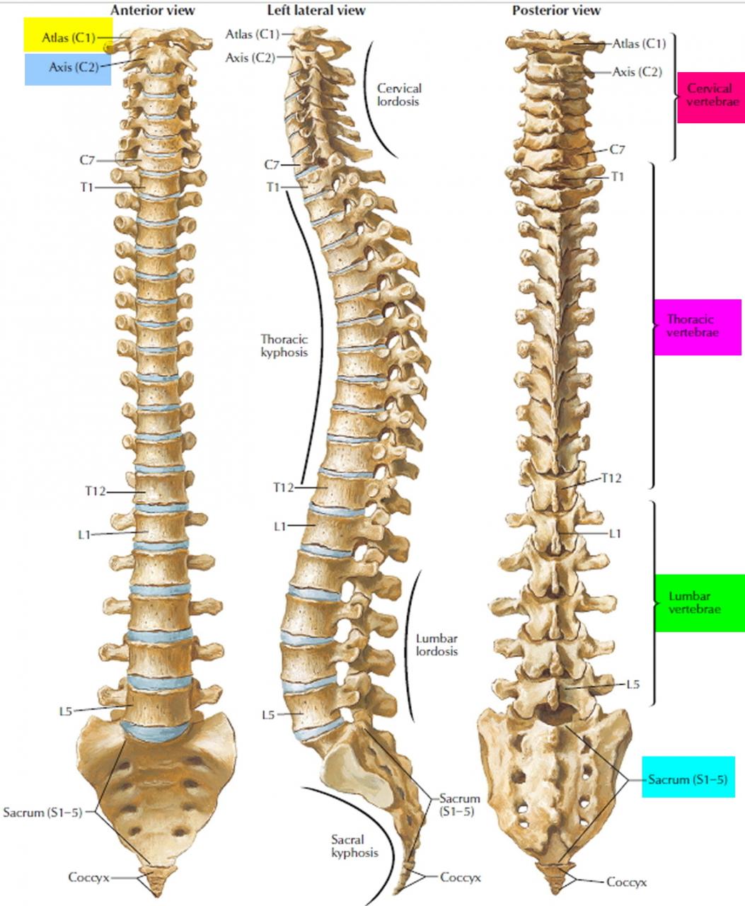 Understanding the Spinal Column