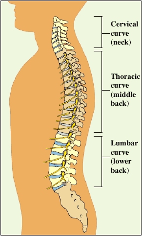 Understanding the Spine: Normal Images, Degenerative Conditions, and Bone Density