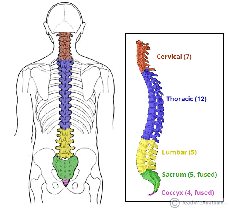 Overview of the Different Parts of the Vertebral Column