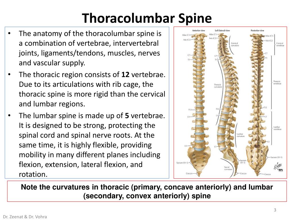 Thoracolumbar Spine Illustration