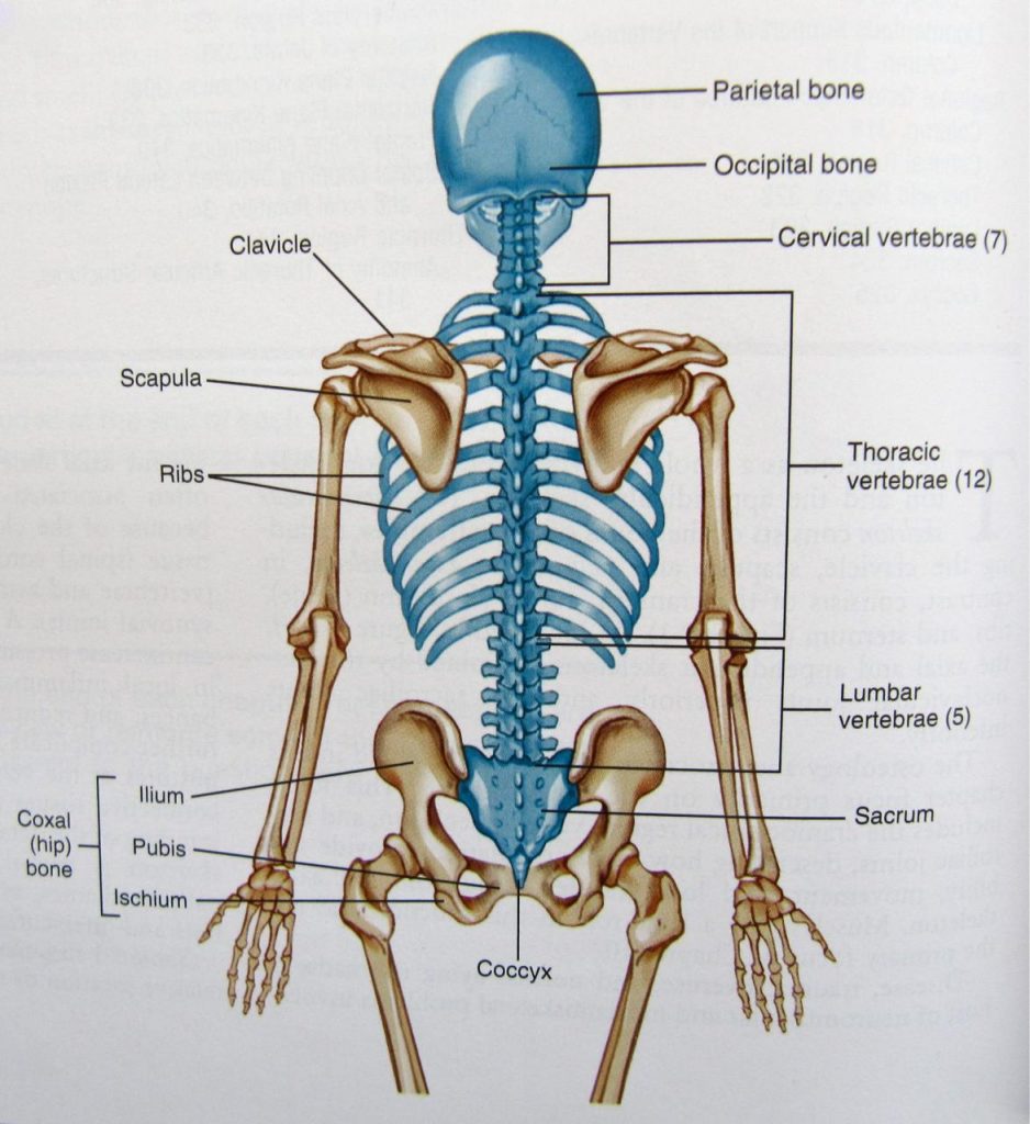 Understanding Your Spine