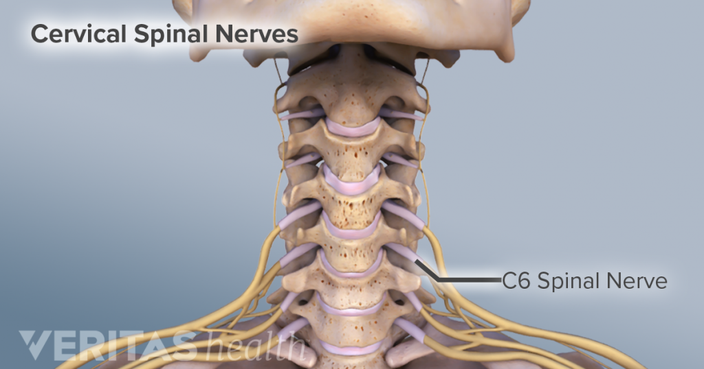 C5-C6 Vertebrae and Nerve Root