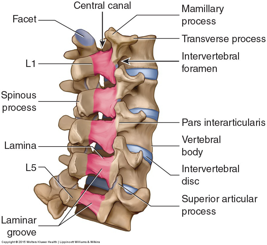 Lumbar Spondylosis and Spine Anatomy