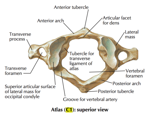 Illustration of C1 Atlas Vertebra