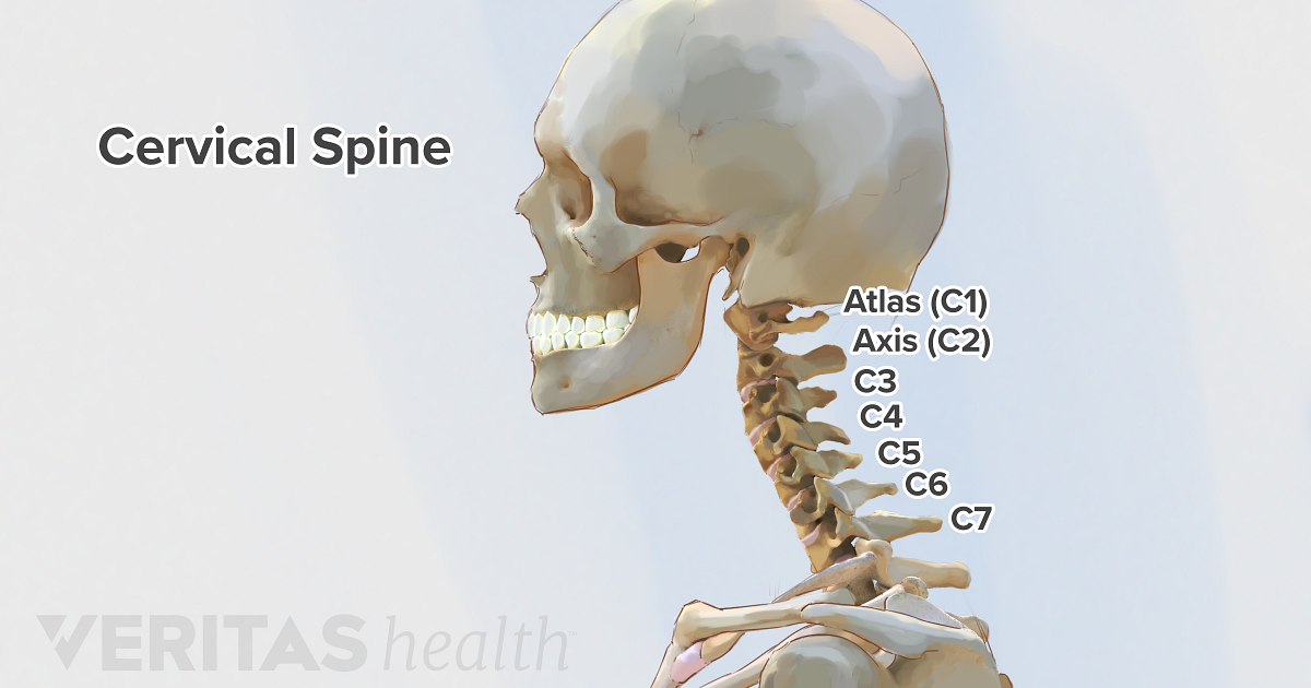 Adult Cervical Spine vertebrae overview