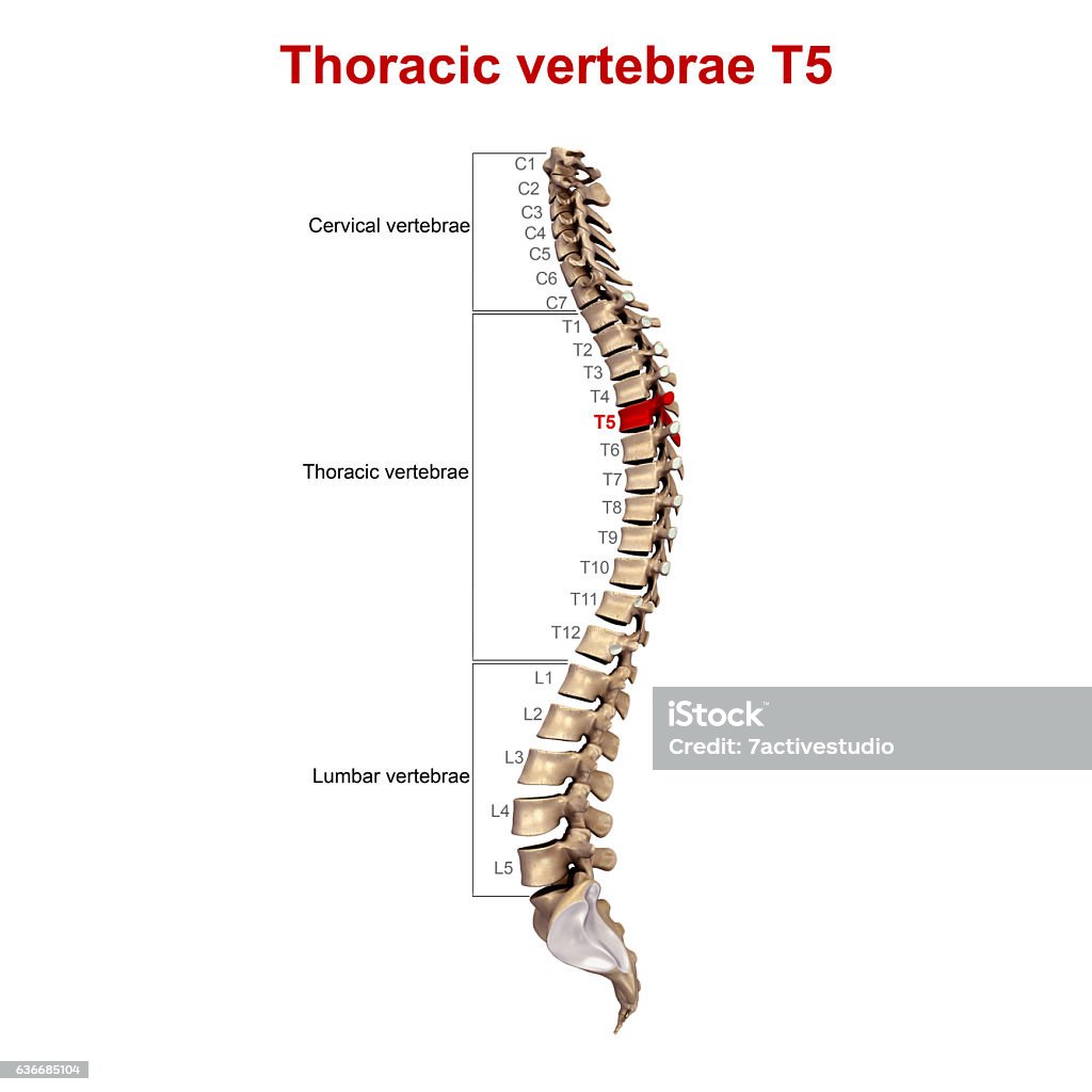 Thoracic Vertebrae T5