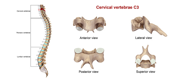Cervical Vertebrae C3