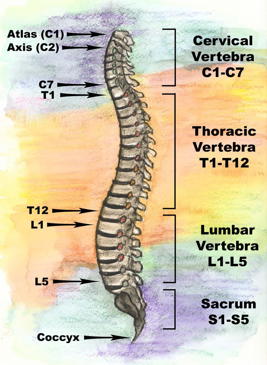 Understanding Lumbar Spine Procedures: ALIF, Laminectomy, and Scoliosis
