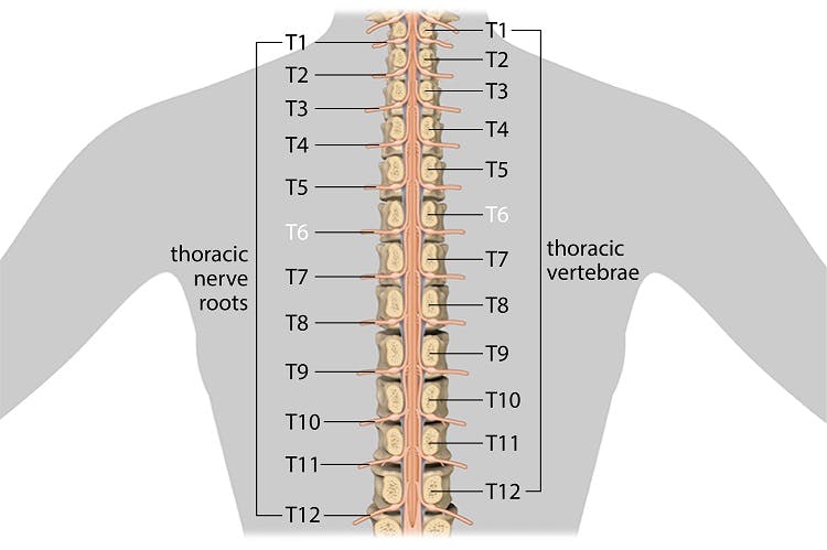 Understanding Spinal Cord Injury