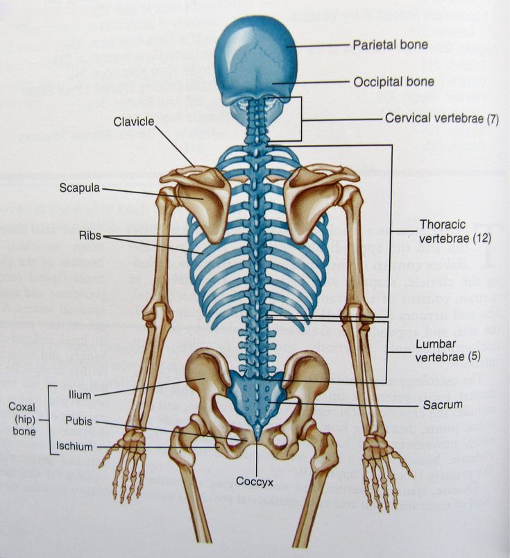 Understanding the Complex Anatomy of the Human Spine