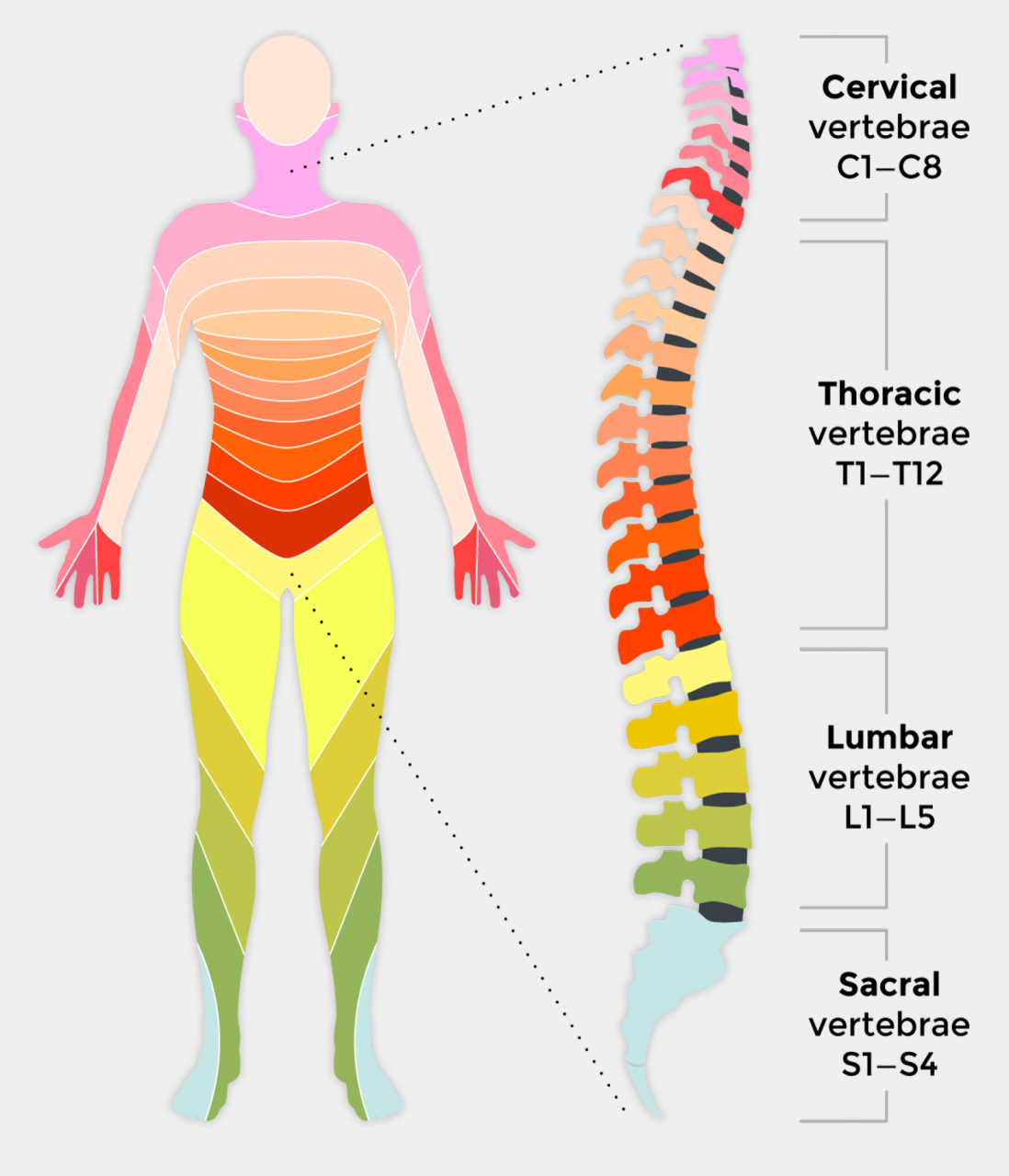 Understanding the Complex Structure and Functions of the Human Spinal Cord