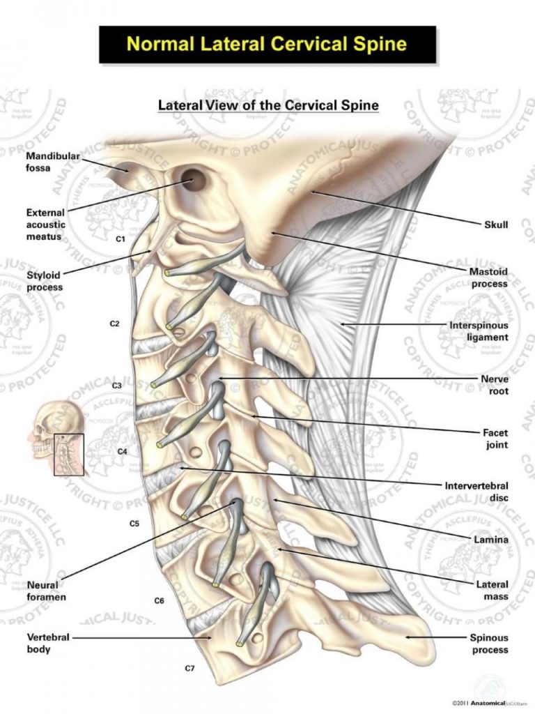 Normal Cervical Spine Lateral View