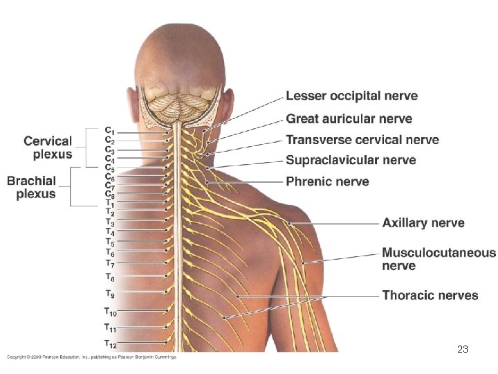 Understanding the Structure and Pathologies of the Spinal Nerves and Vertebrae