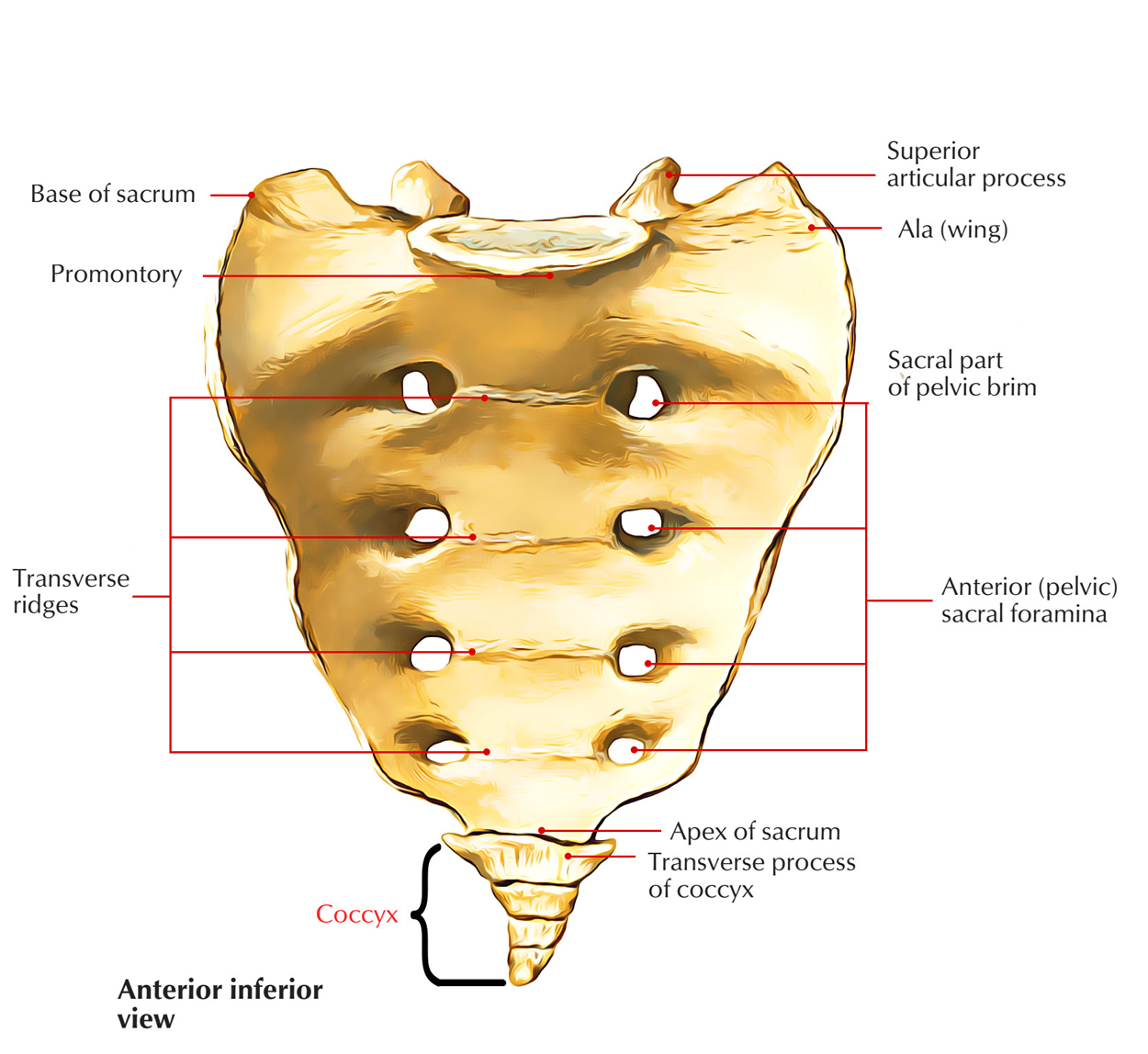 Understanding the Structure of the Vertebral Column and Coccyx