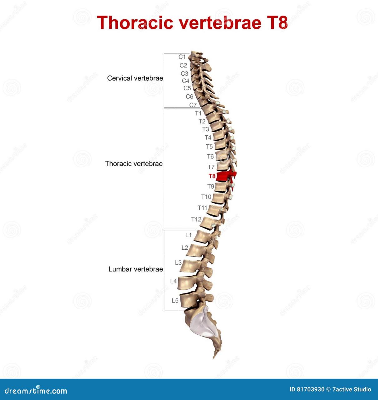 Understanding Thoracic Spine Procedures