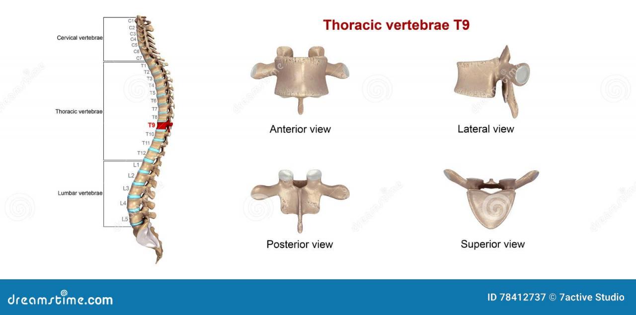 Understanding Thoracic Spine Surgery