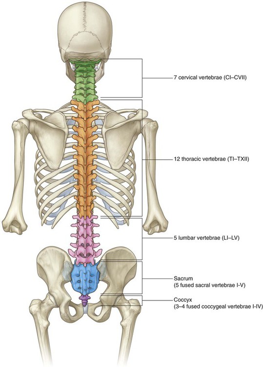 Cross-section of the Spine