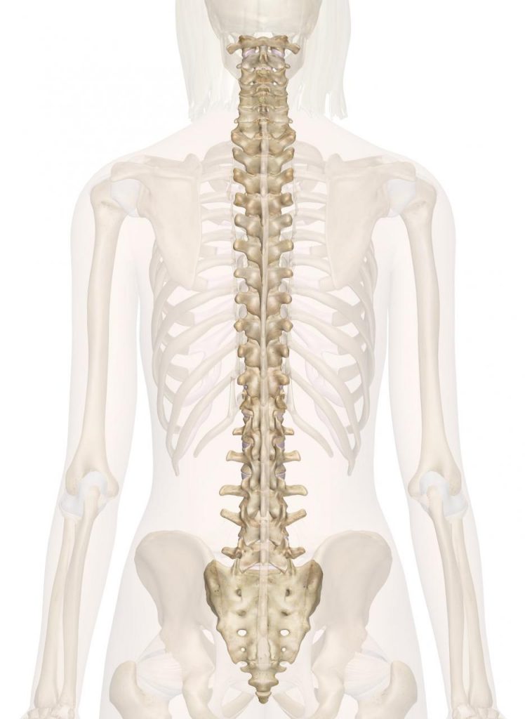 Exploring the Evolution and Function of the Human Spine