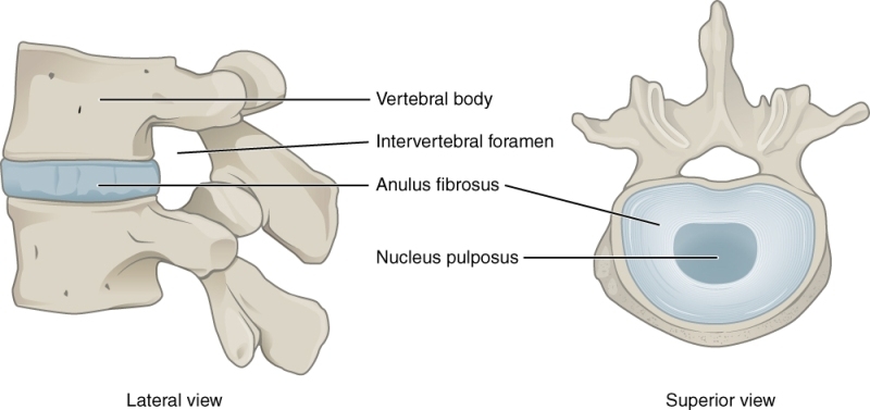 Understanding Intervertebral Discs: Structure, Function, and Diseases
