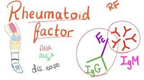 Understanding the Rheumatoid Factor Test